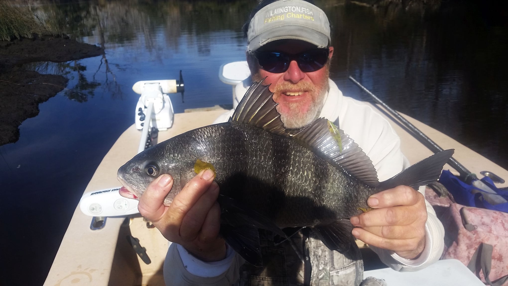 A Black Drum, a large saltwater fish, being caught by an angler at North Topsail Beach.