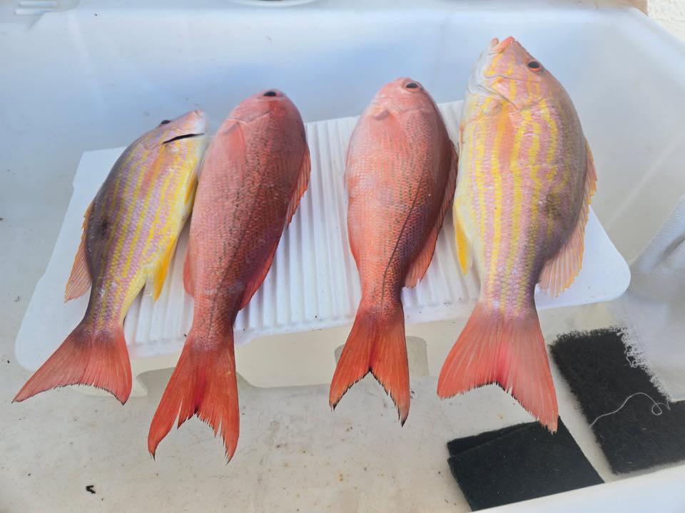 Four fresh caught lane snapper fish displayed in cooler from St. Augustine FL fishing trip