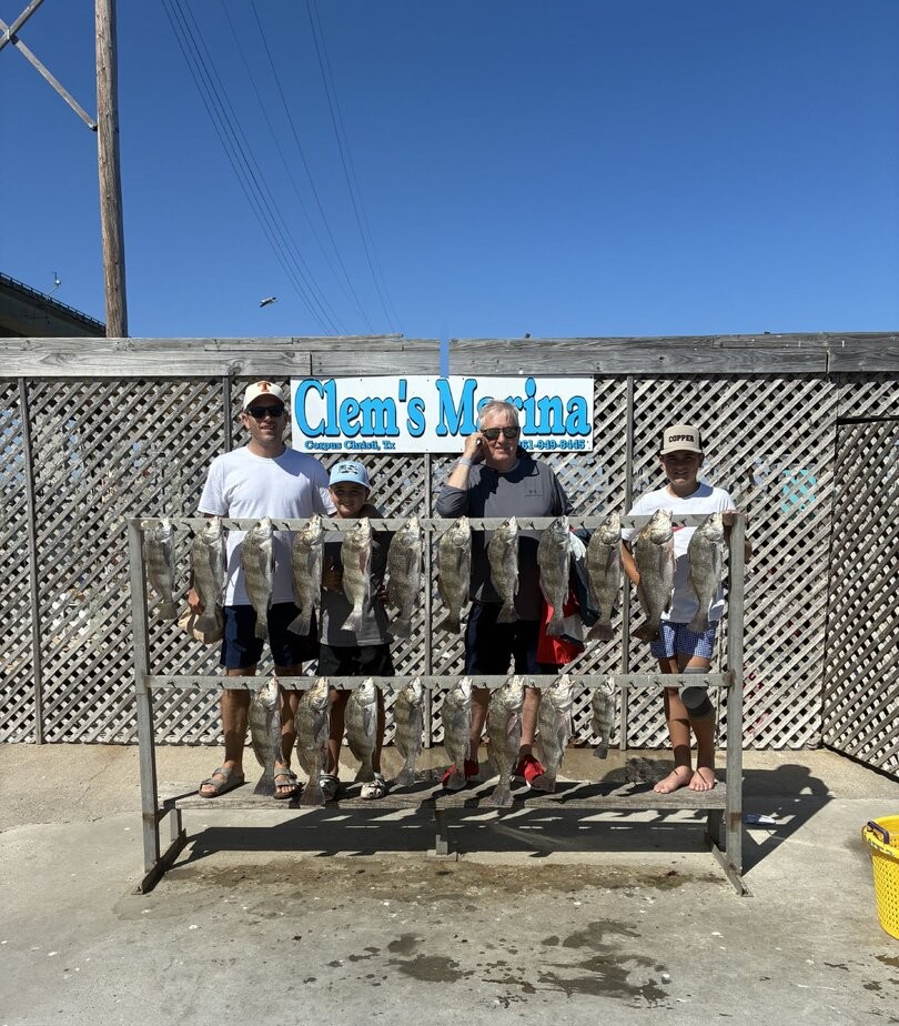 Multiple black drum fish displayed on cleaning rack at Clem's Marina in Corpus Christi TX