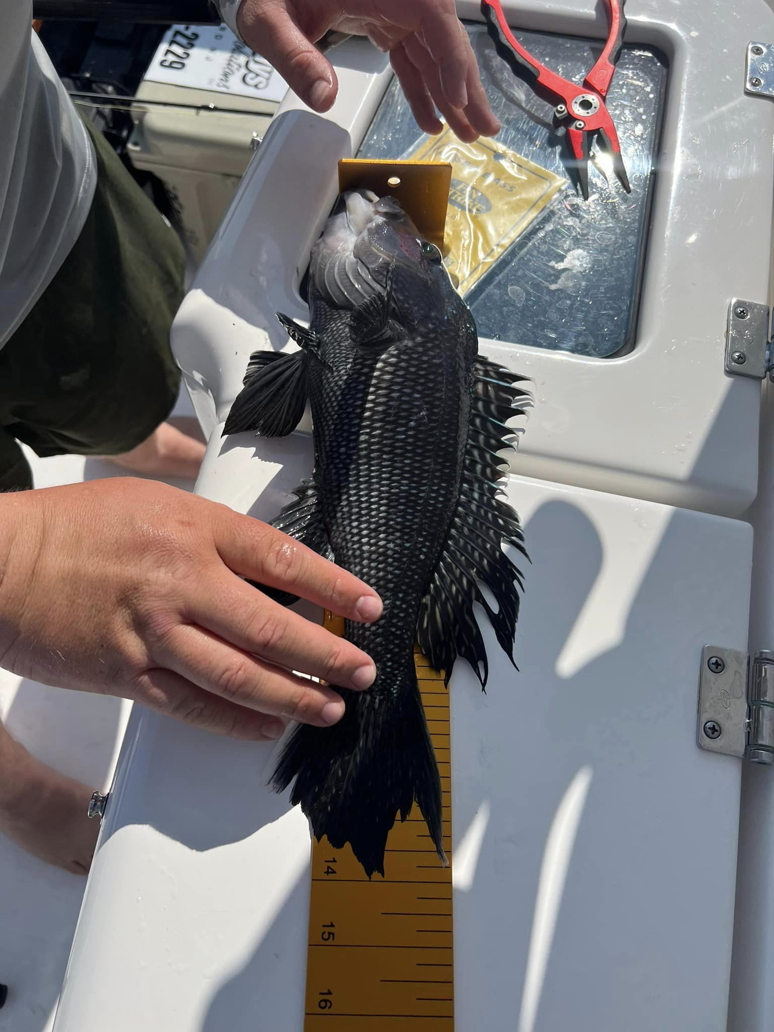 Photograph of a sea bass caught while fishing in the ocean at Ocean City