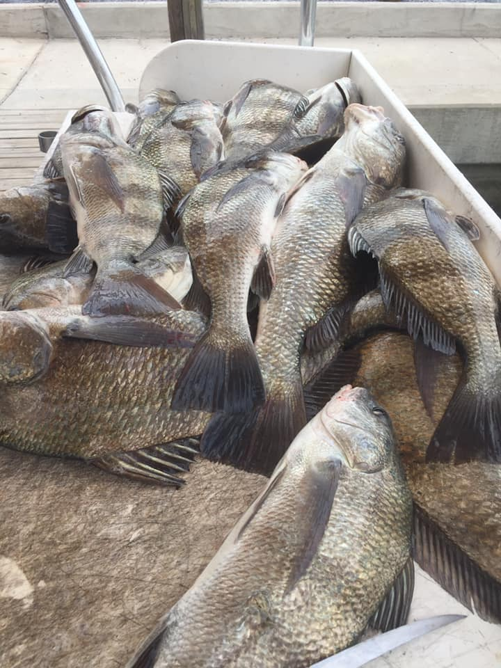 4 fish caught during a fishing and hunting trip at an unknown location