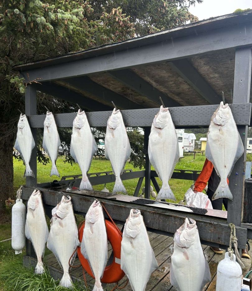 9 Pacific Halibut fish caught in Soldotna