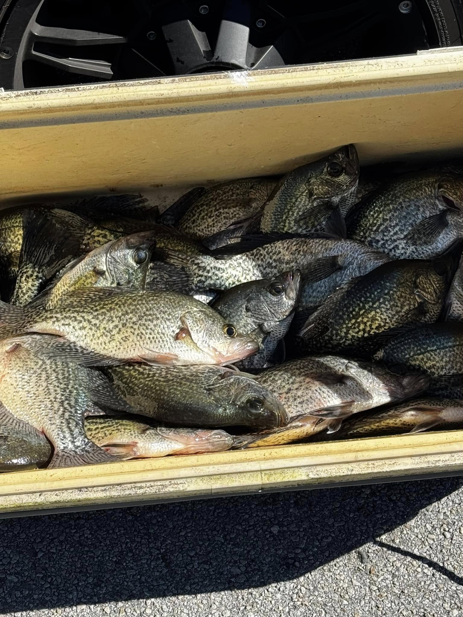3 crappie fish caught in FL