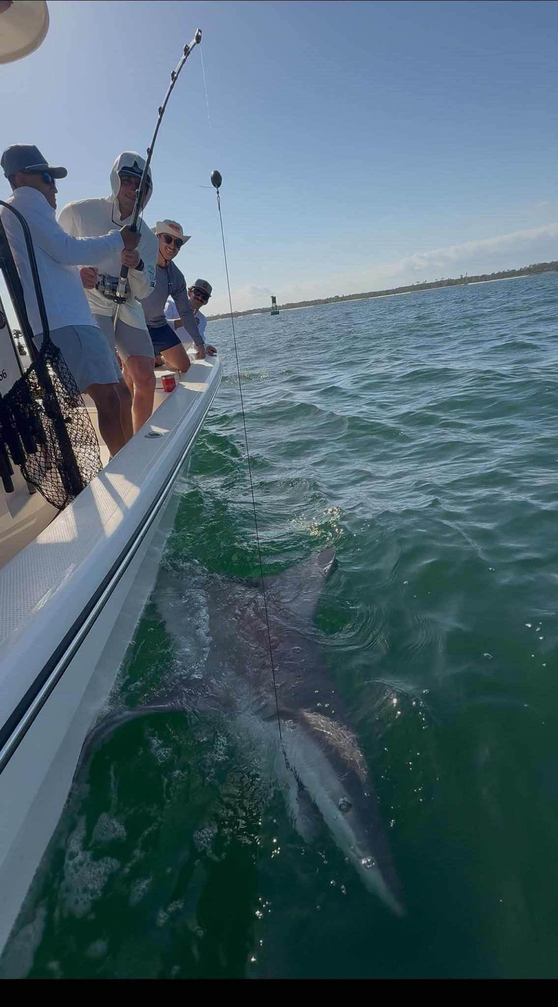 Large shark swimming alongside fishing boat in green coastal waters near Pensacola FL