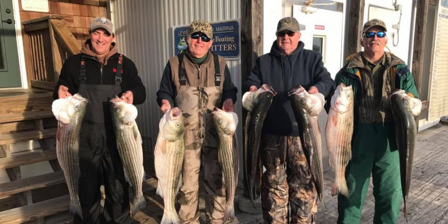 7 striped bass caught during fishing outing