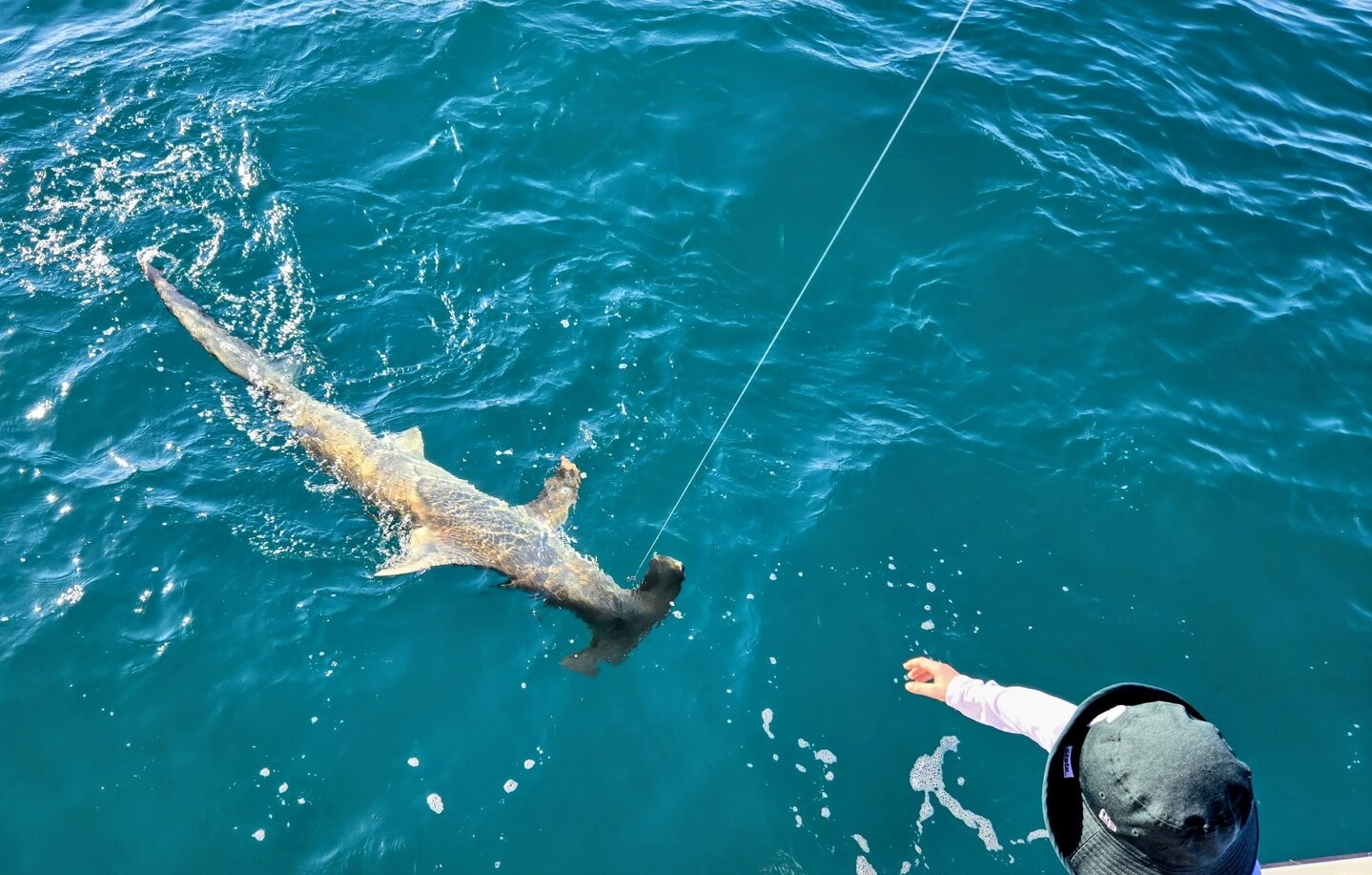 Scalloped hammerhead shark being released during fishing charter in Englewood FL waters