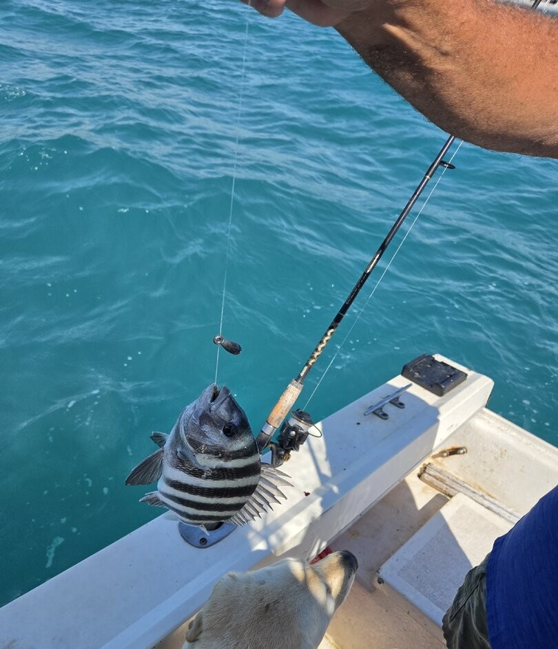 Sheepshead fish caught on fishing line from boat in Englewood FL waters