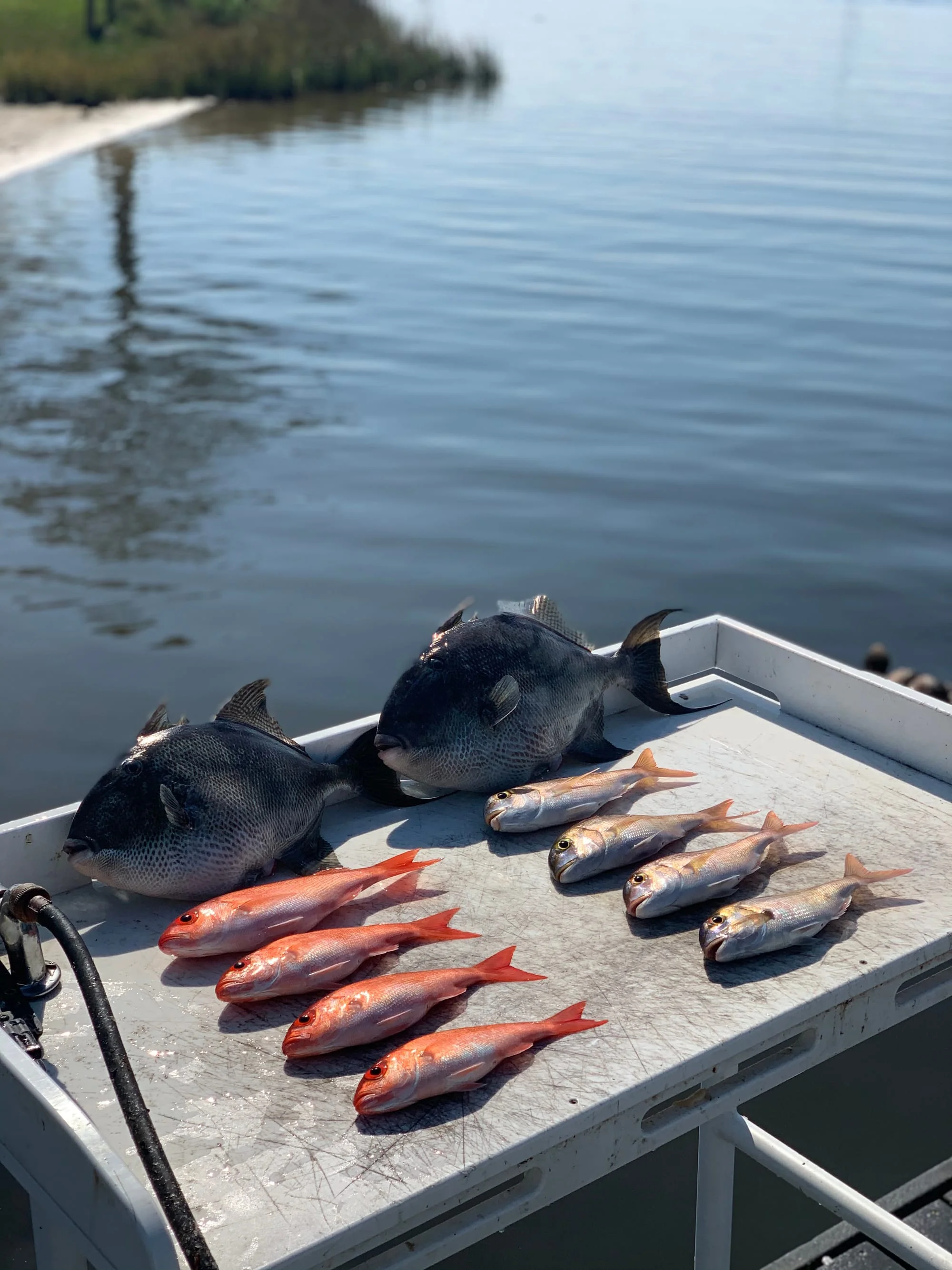 7 grey triggerfish caught in Santa Rosa Beach, Florida