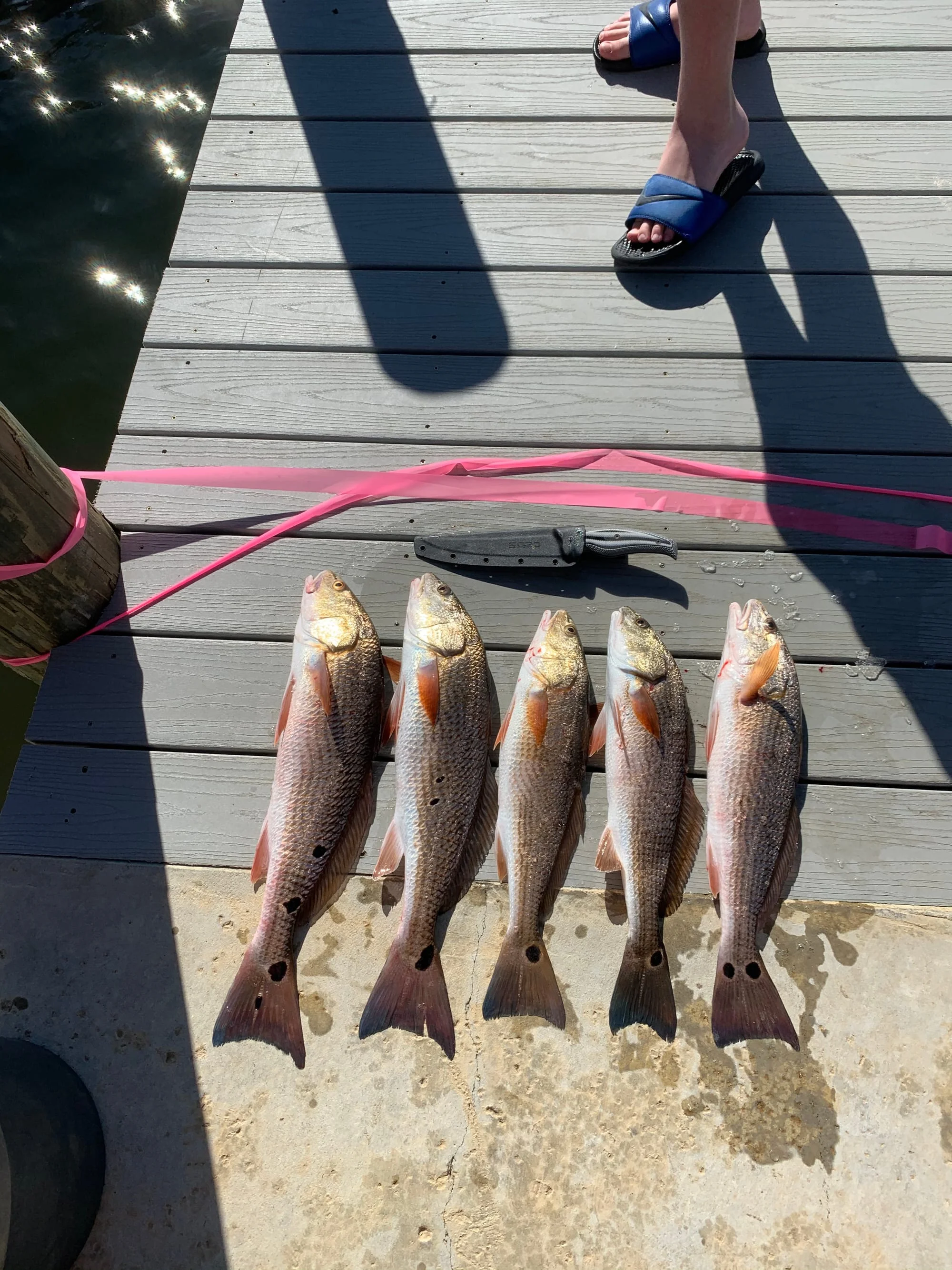 4 large redfish caught on a fishing trip in FL