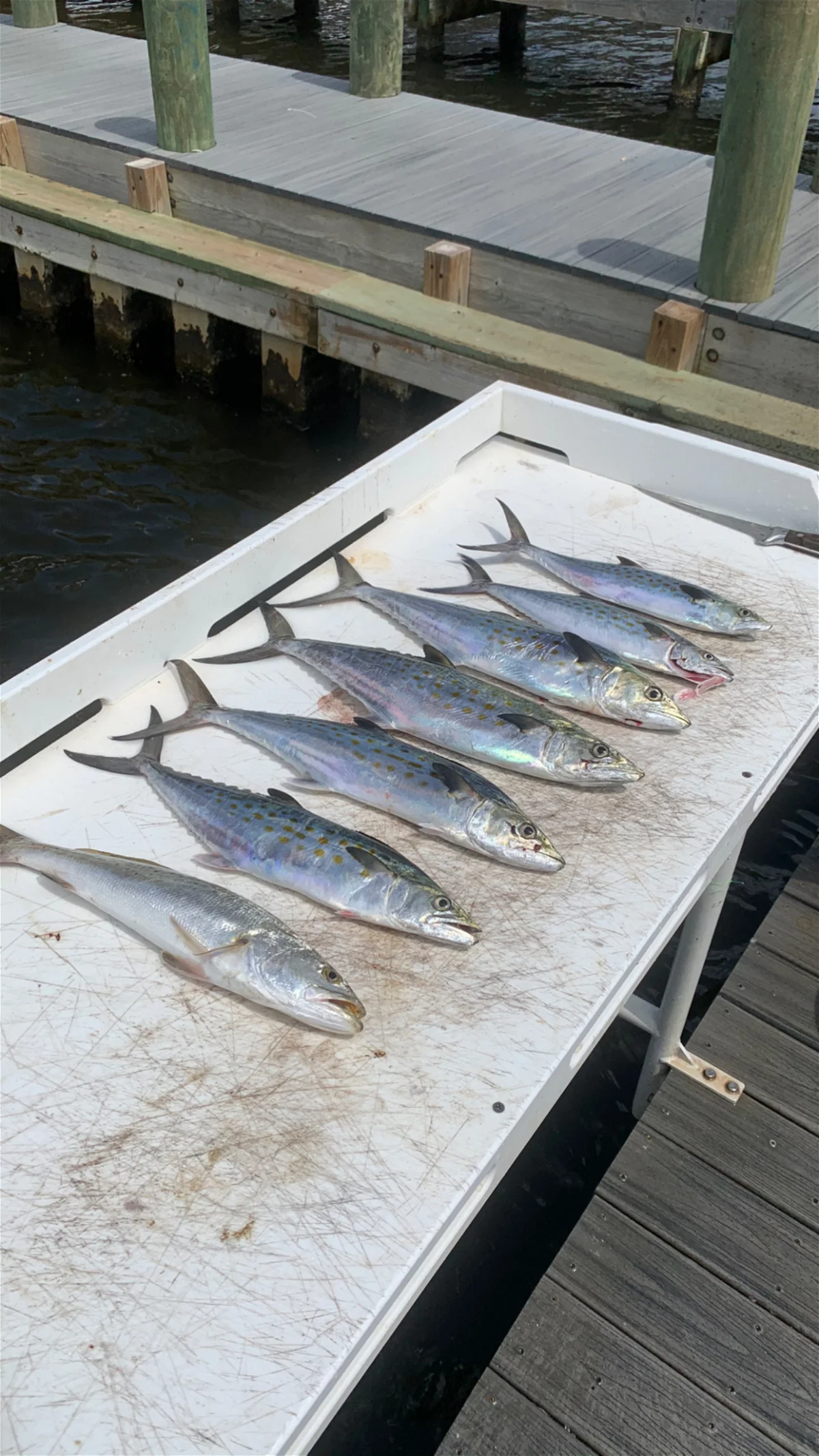 Three Spanish mackerel fish caught during cruises and fishing in Santa Rosa Beach