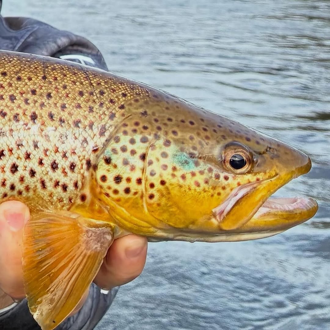 Brown trout caught while fishing in Stanwood MI showing distinctive spotted pattern