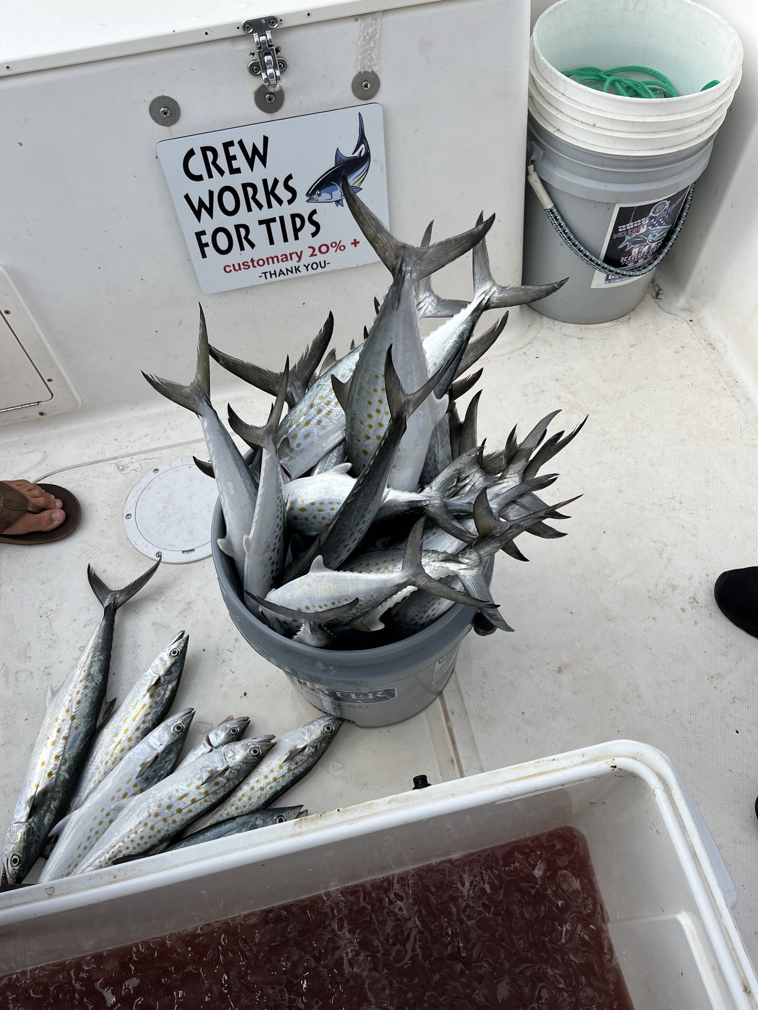 Majestic king mackerel caught in SC