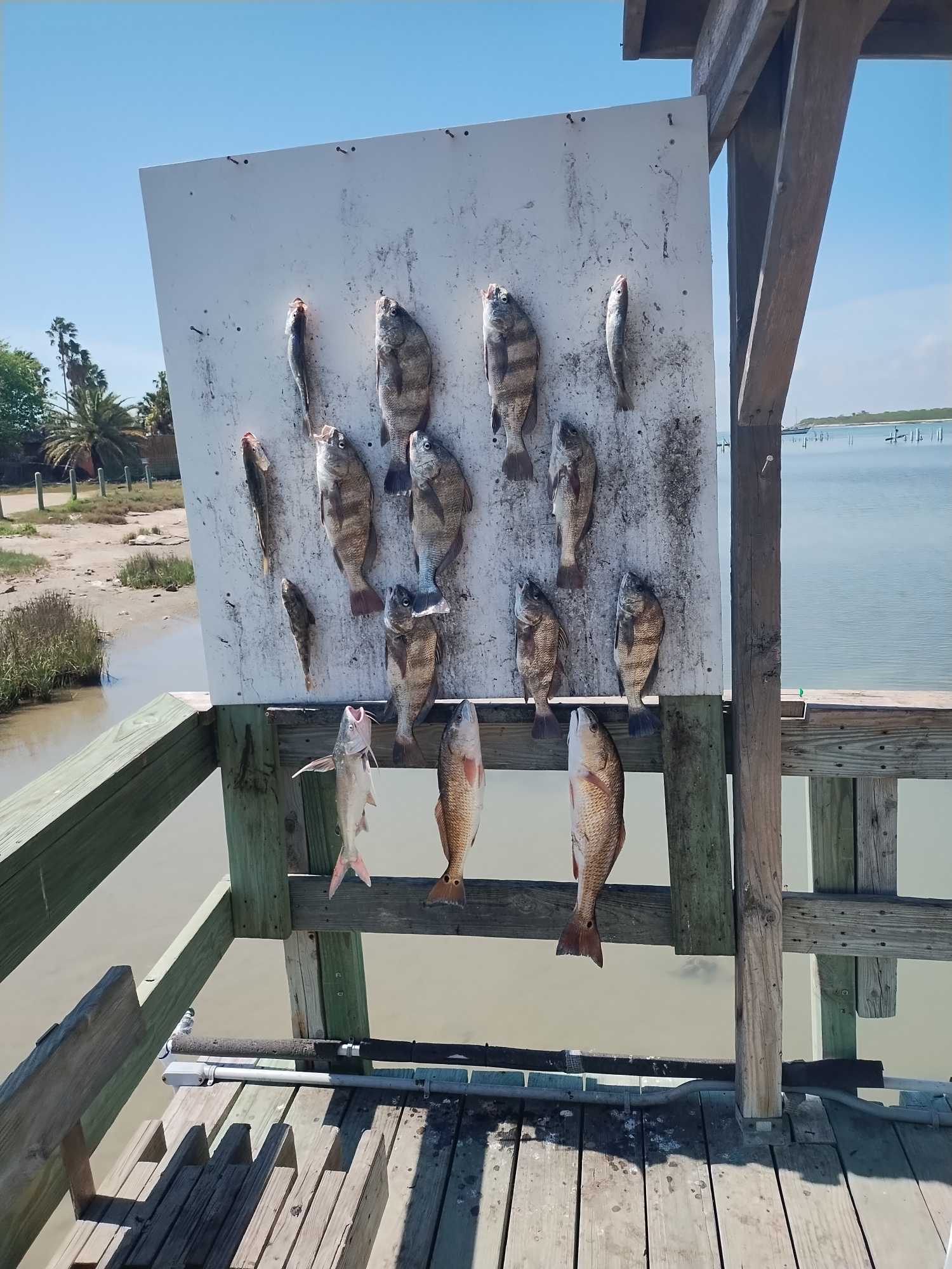 Fresh caught redfish and black drum displayed on fish cleaning station in Corpus Christi TX
