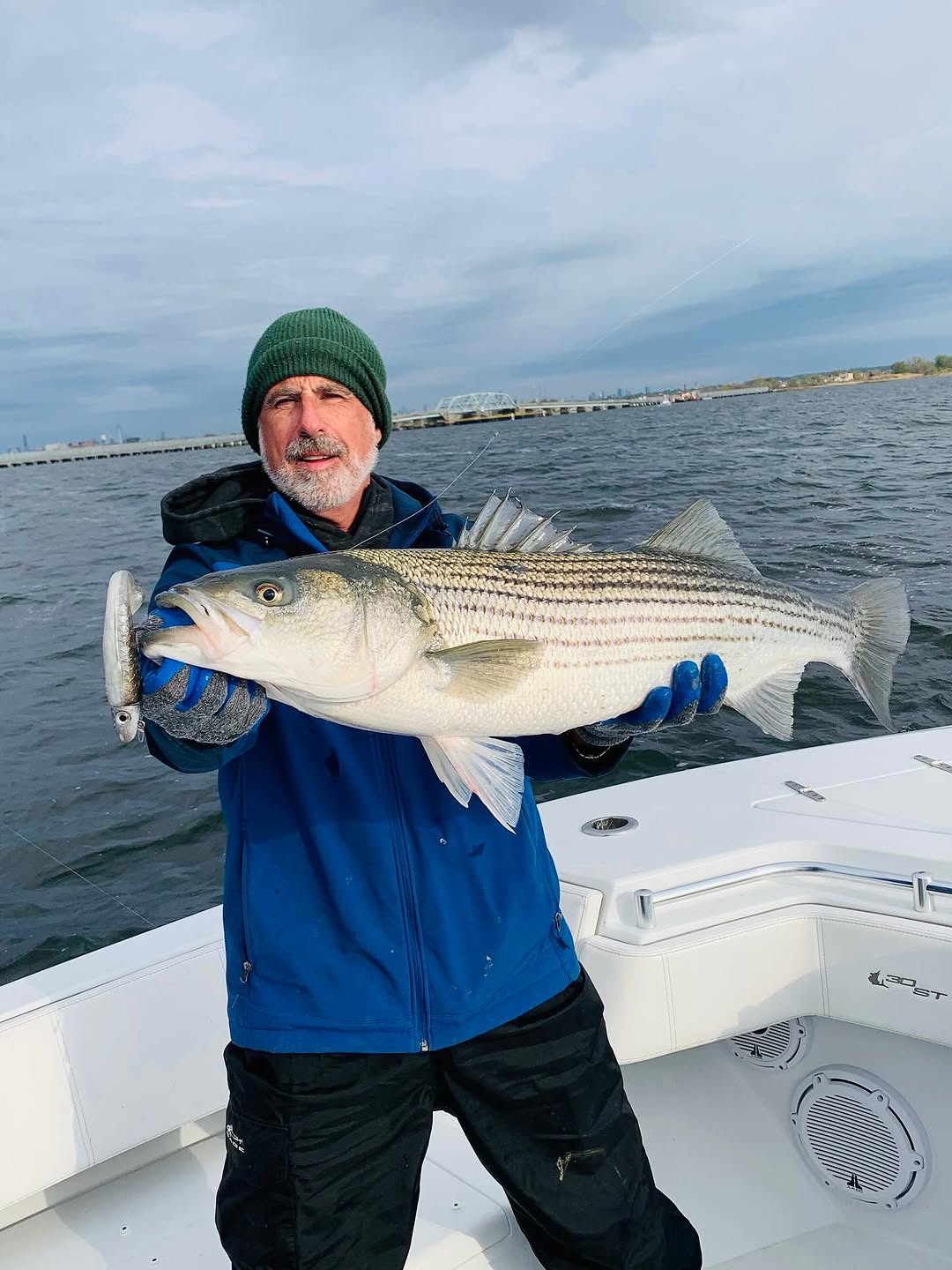 Large striped bass catch displayed on fishing boat in New York City waters