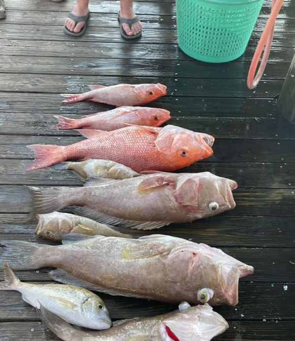 6 fish caught in Gulf Shores