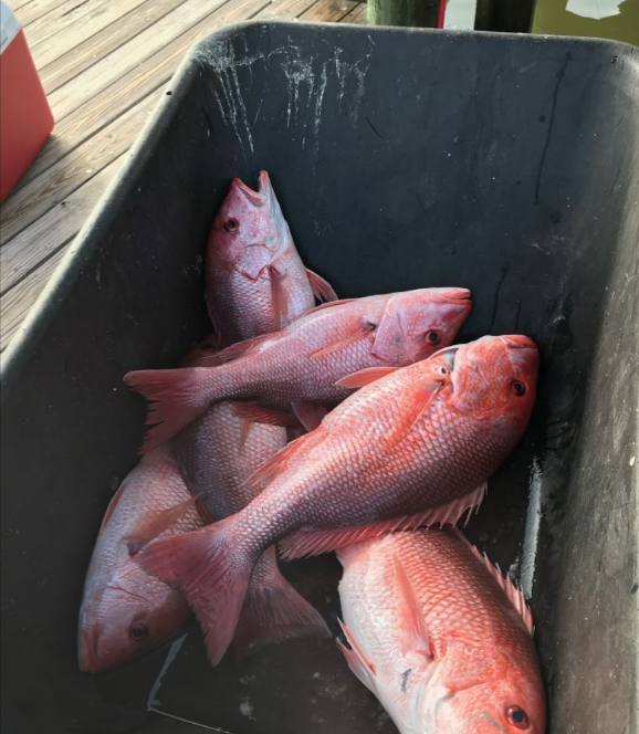 4 fish caught while fishing in AL
