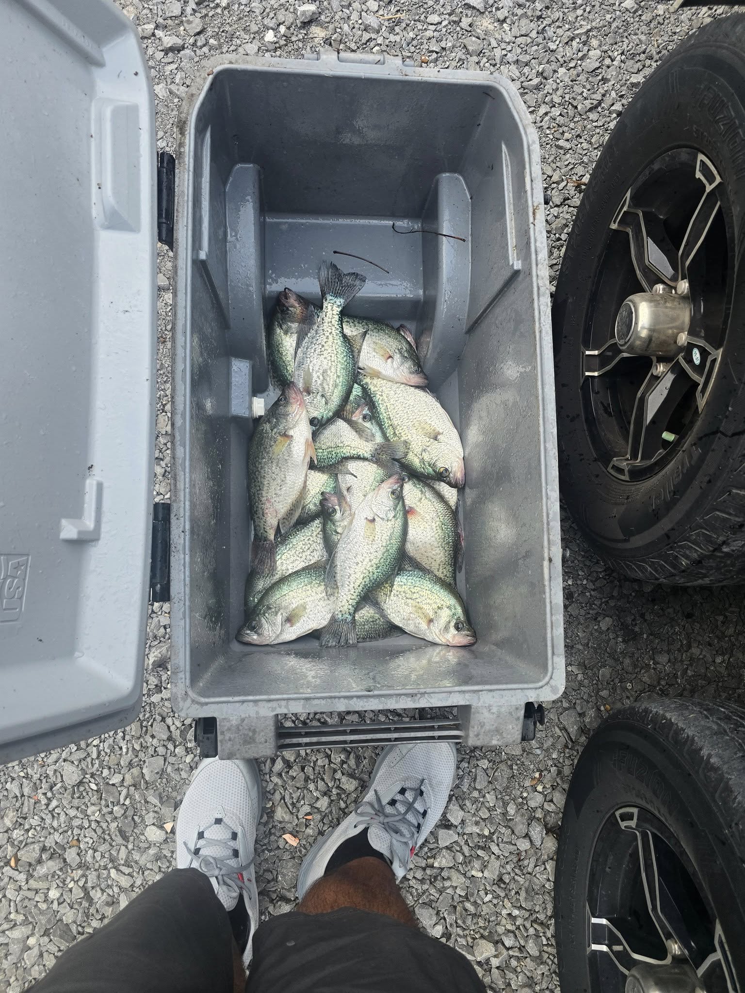 Cooler full of freshly caught crappie fish from Nashville TN fishing trip