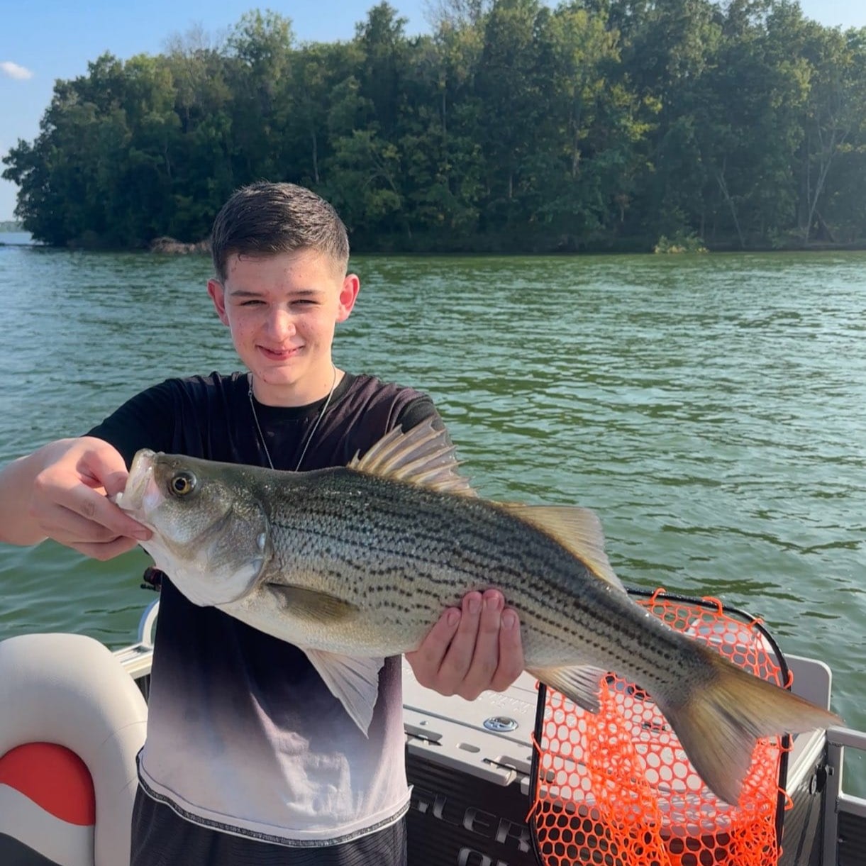 Wiper (hybrid striped bass) caught while fishing in Nashville