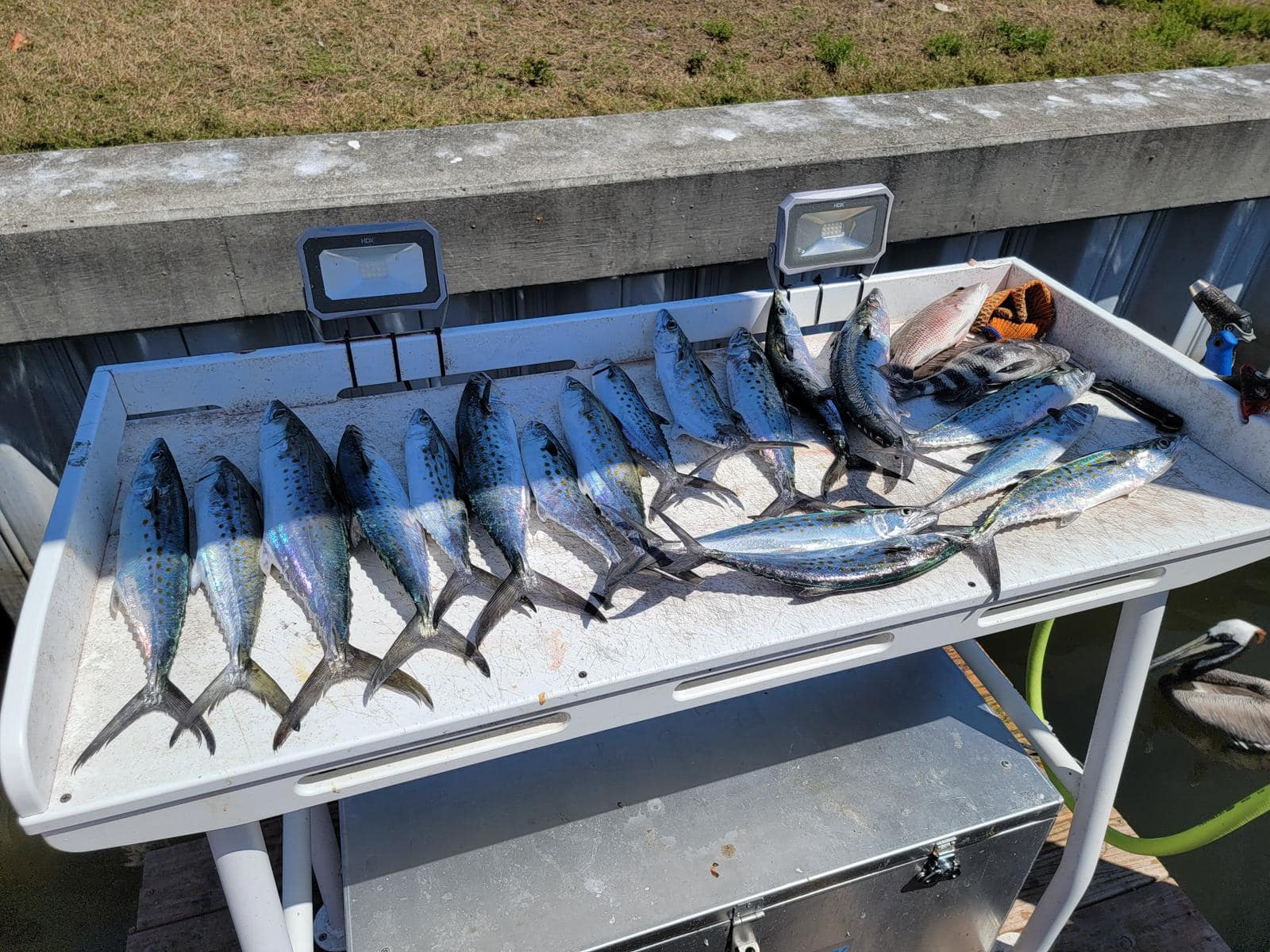 6 Spanish Mackerel caught while fishing in Ruskin