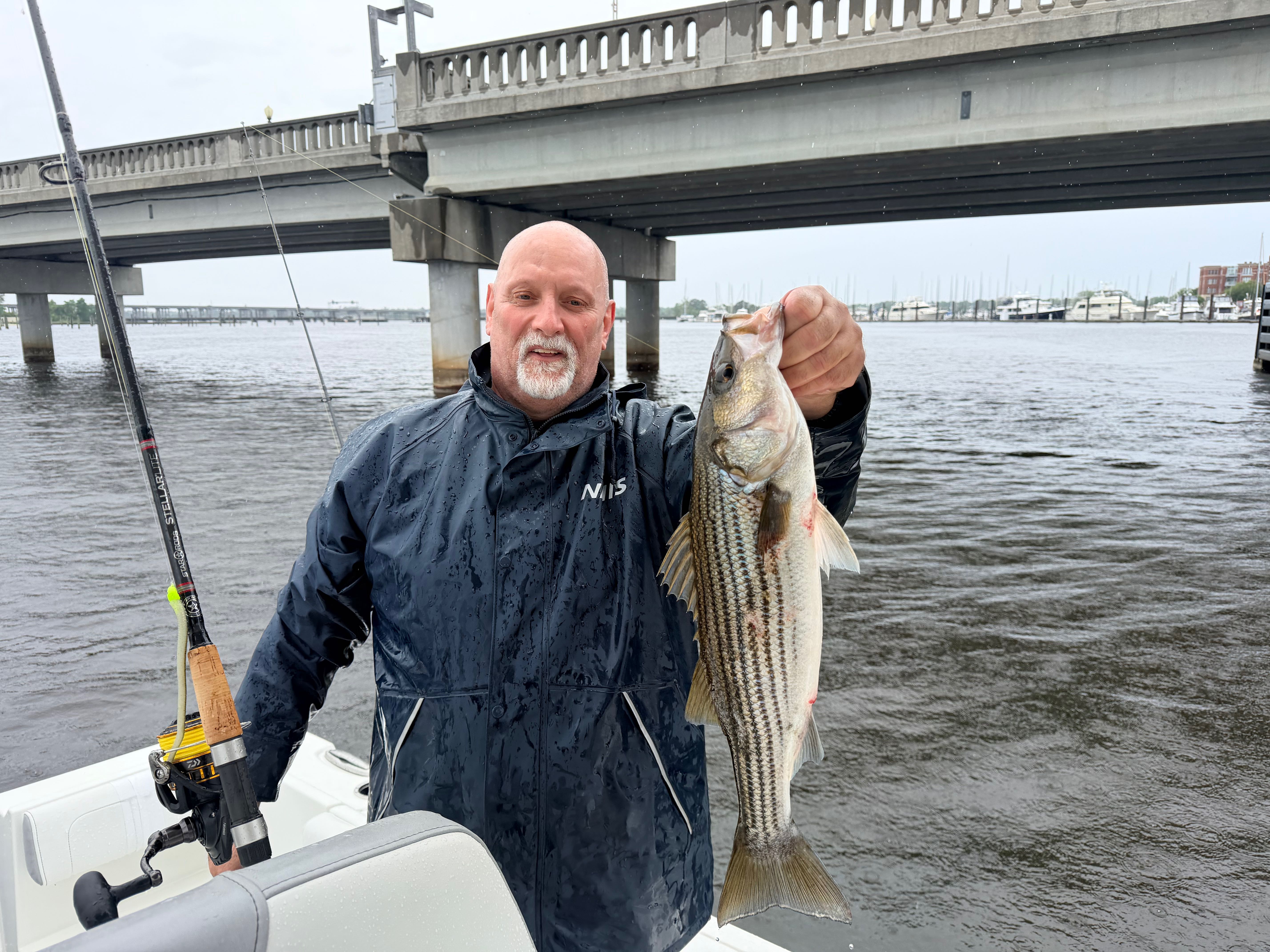 Striped bass catch displayed on fishing boat near bridge in Oriental NC