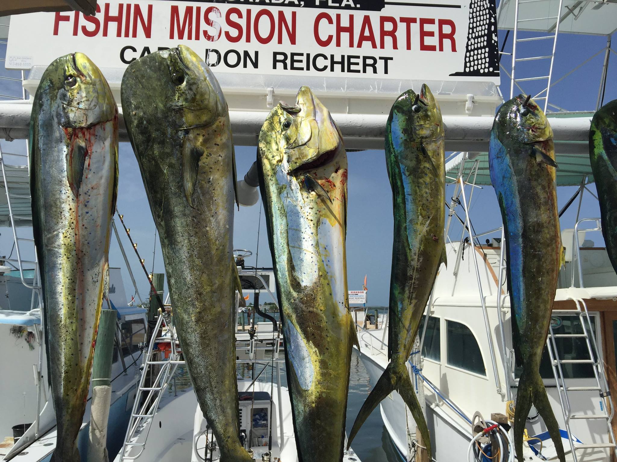 6 wahoo fish and king mackerel caught fishing in FL