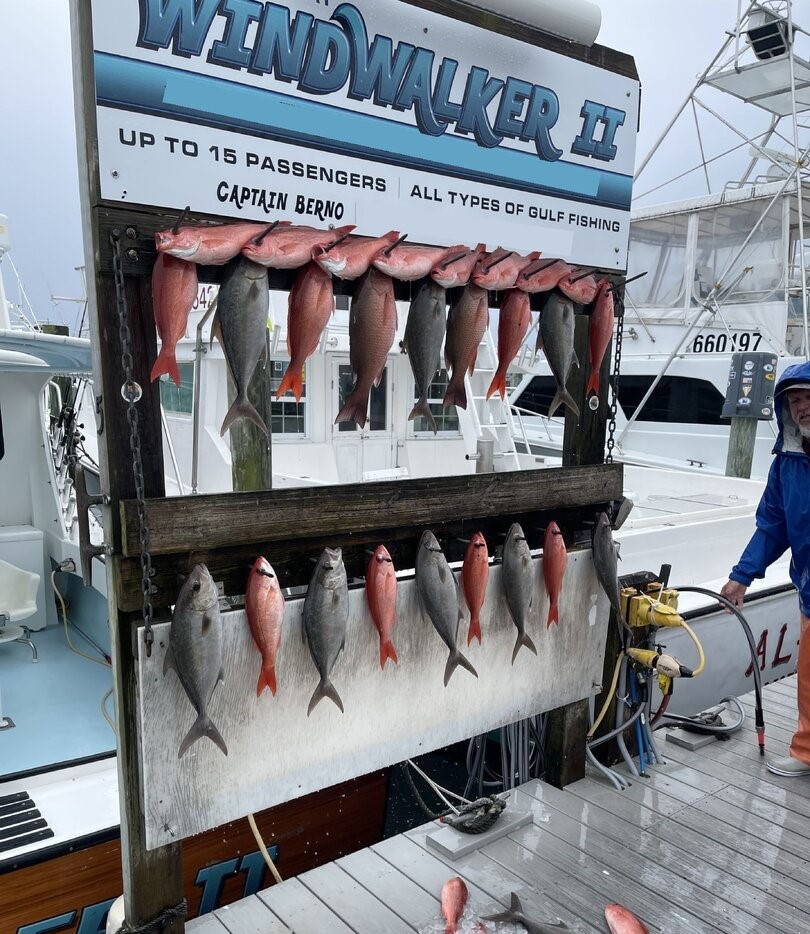 Charter boat fishing display showing Greater Amberjack and other fish species caught in Destin FL waters