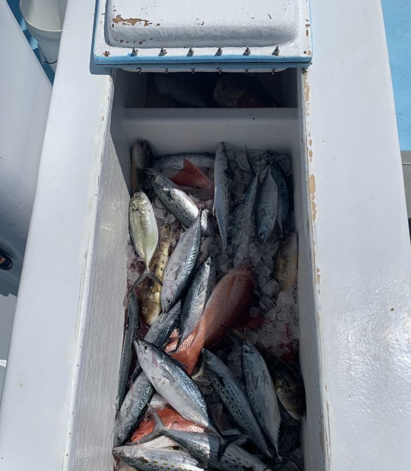 Fresh caught little tunny fish in boat cooler from Destin FL fishing trip