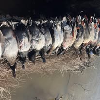 Multiple fish hanging on a rope display in Warsaw MO