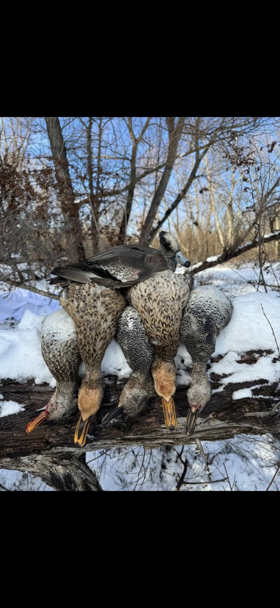 Four harvested ducks displayed on fallen log in snowy winter hunting scene