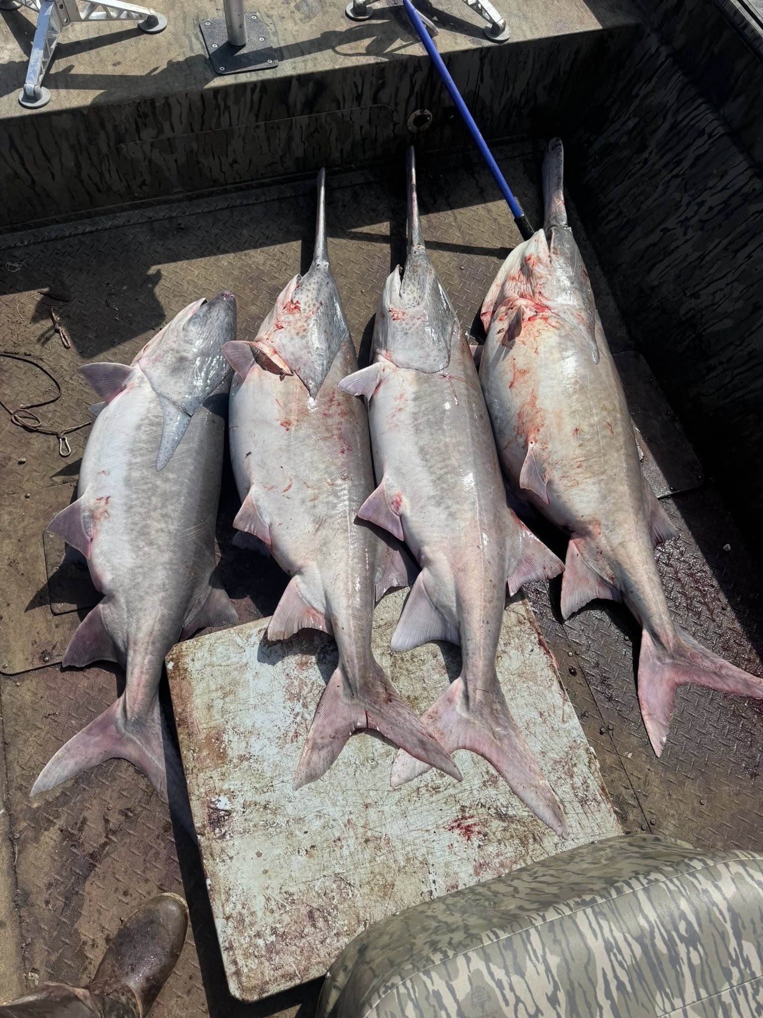 Four large sharks laid out on boat deck after successful fishing trip