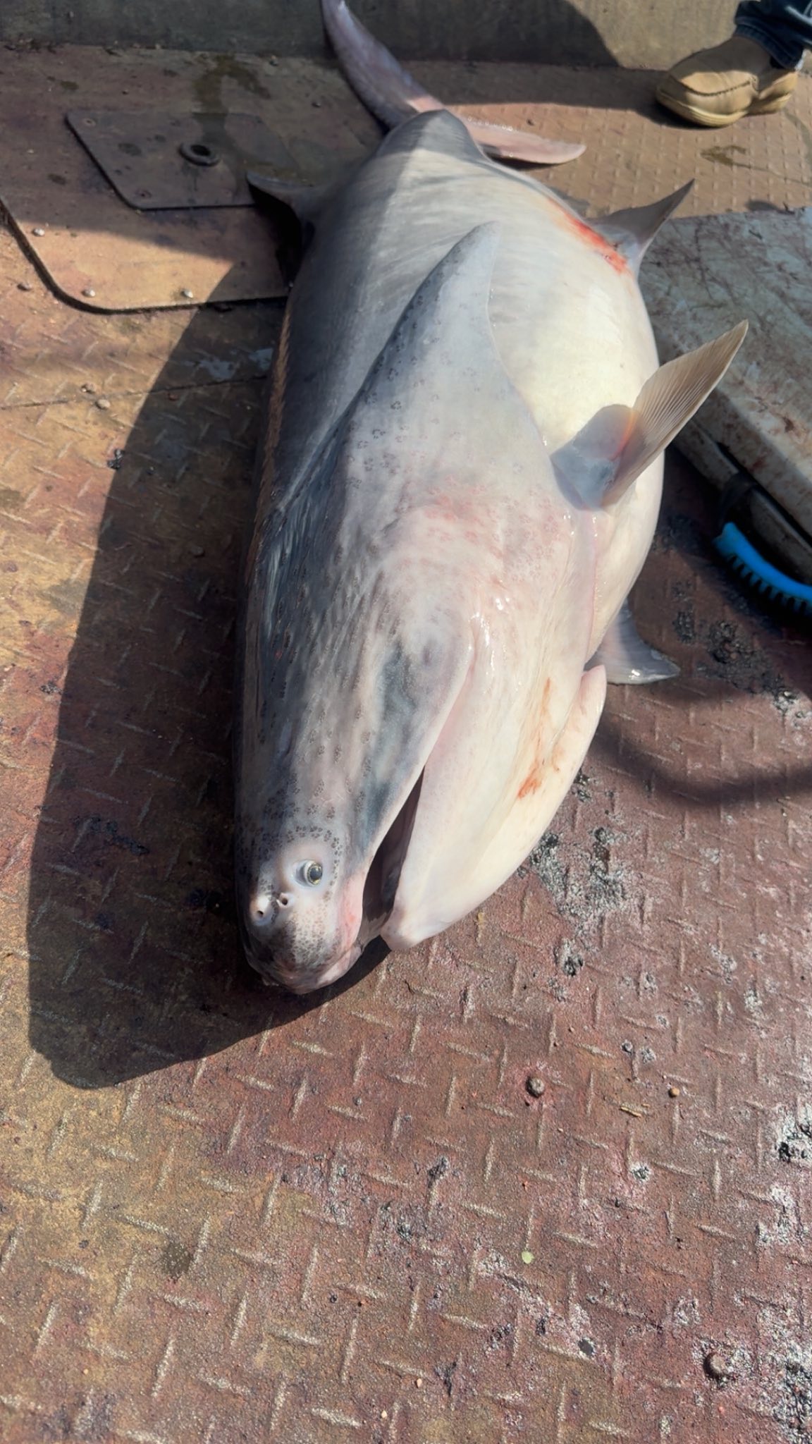 Large catfish caught fishing in Warsaw MO laying on dock