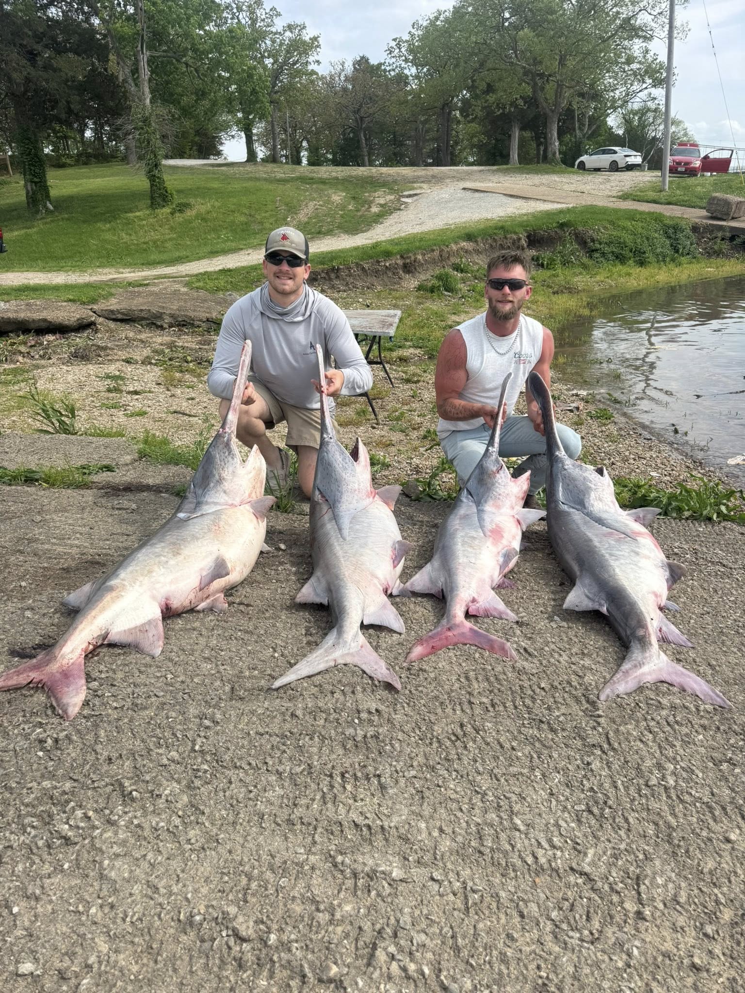 Four large catfish displayed on boat ramp after successful fishing trip in Warsaw MO