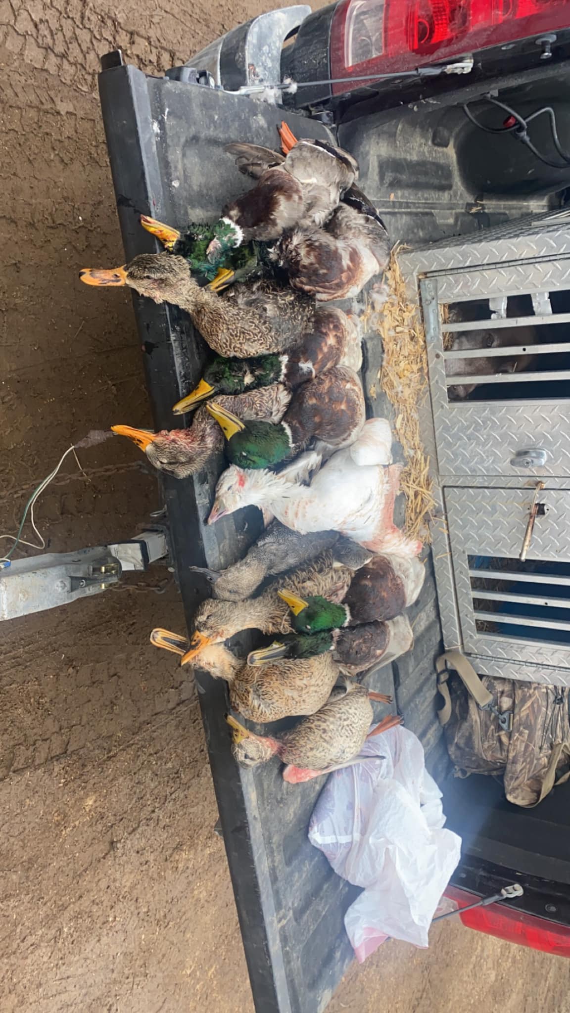 Waterfowl and other game birds displayed in truck bed after hunting trip in Warsaw MO