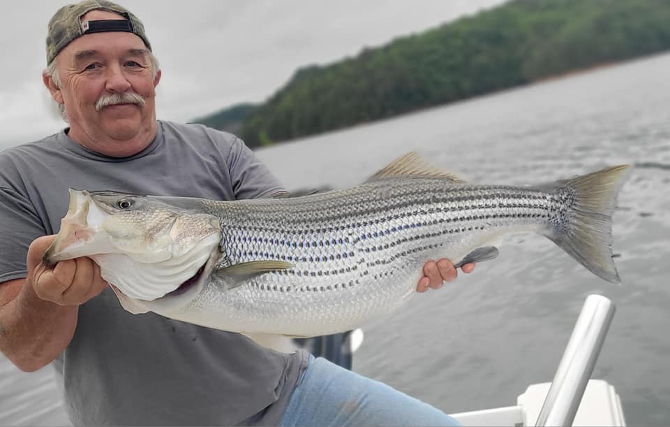 Striped bass caught by angler in GA