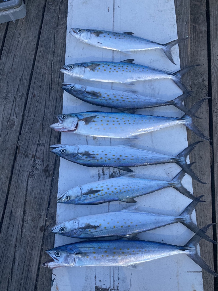 7 Spanish Mackerel caught in Swansboro