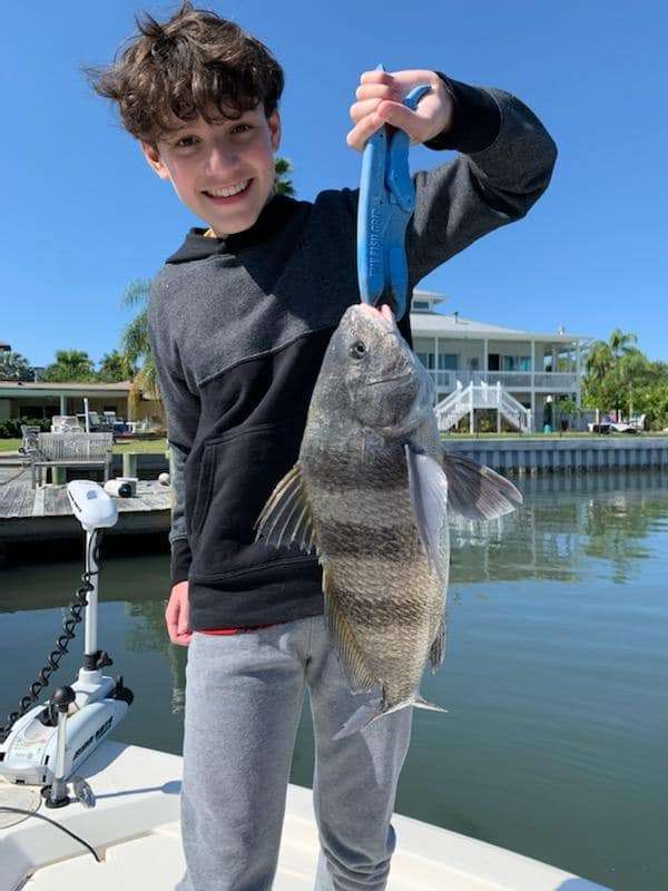 A black drum fish caught in Sarasota