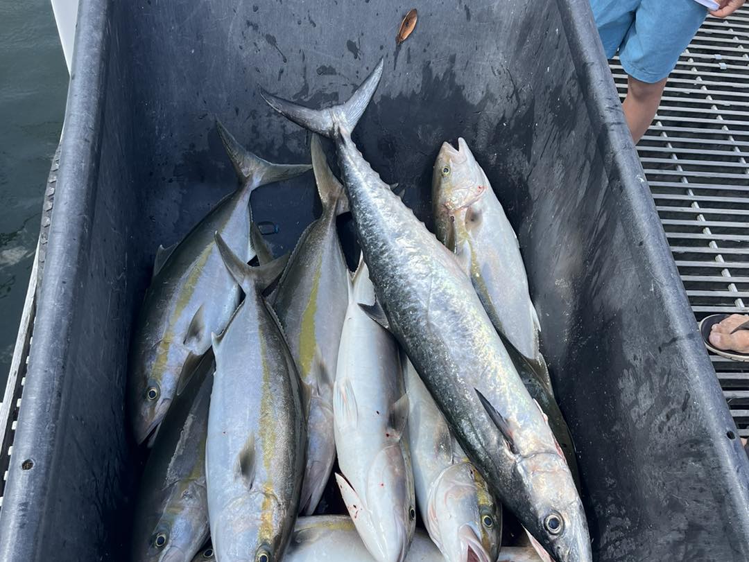 5 greater amberjack and king mackerel fish caught in FL