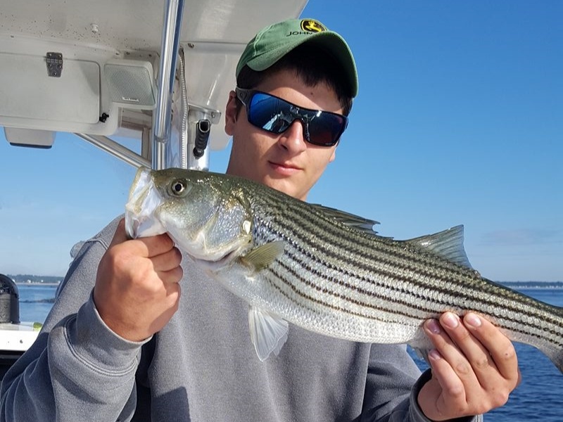 Striped bass caught in Biddeford