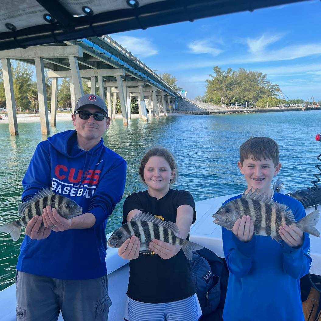 Three sheepshead fish caught in Holmes Beach, Florida
