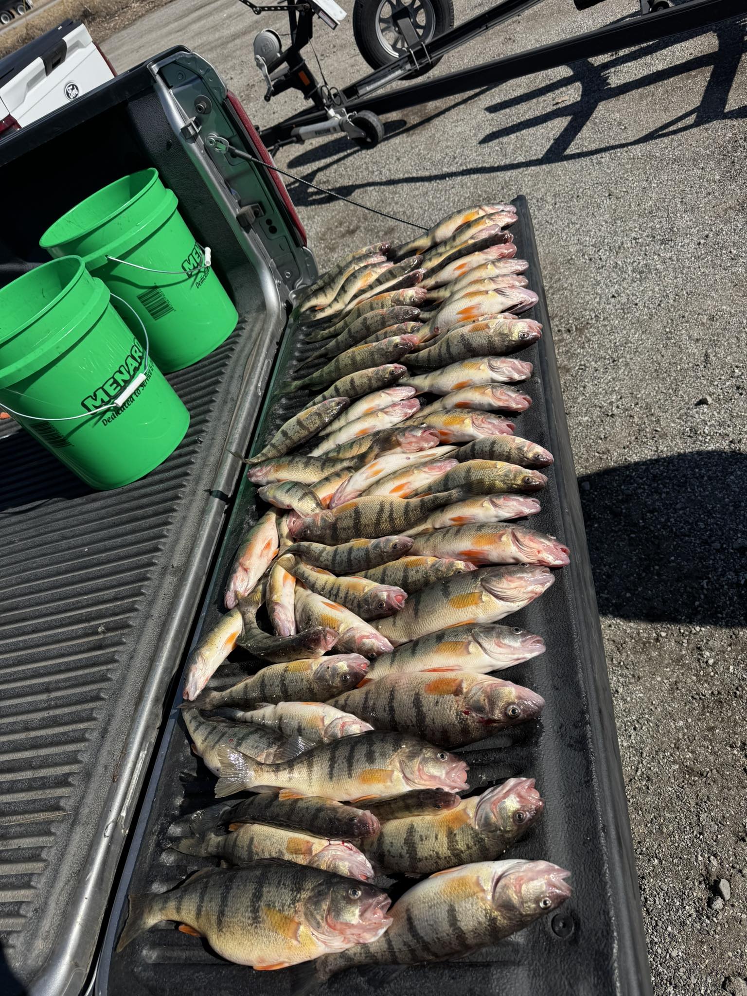Fresh caught American Yellow Perch laid out in truck bed after fishing trip in East Chicago IN