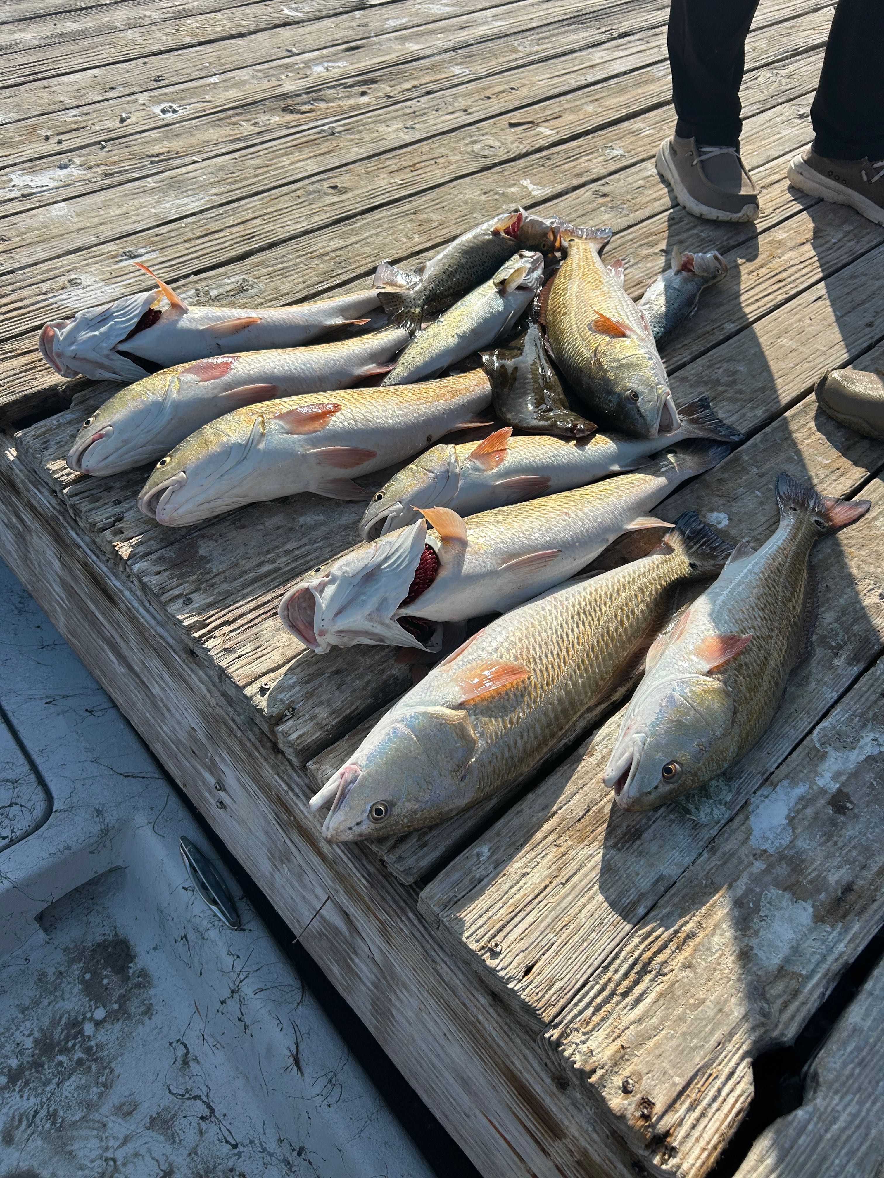 Fresh caught redfish laid out on wooden dock in Rockport TX after successful fishing trip