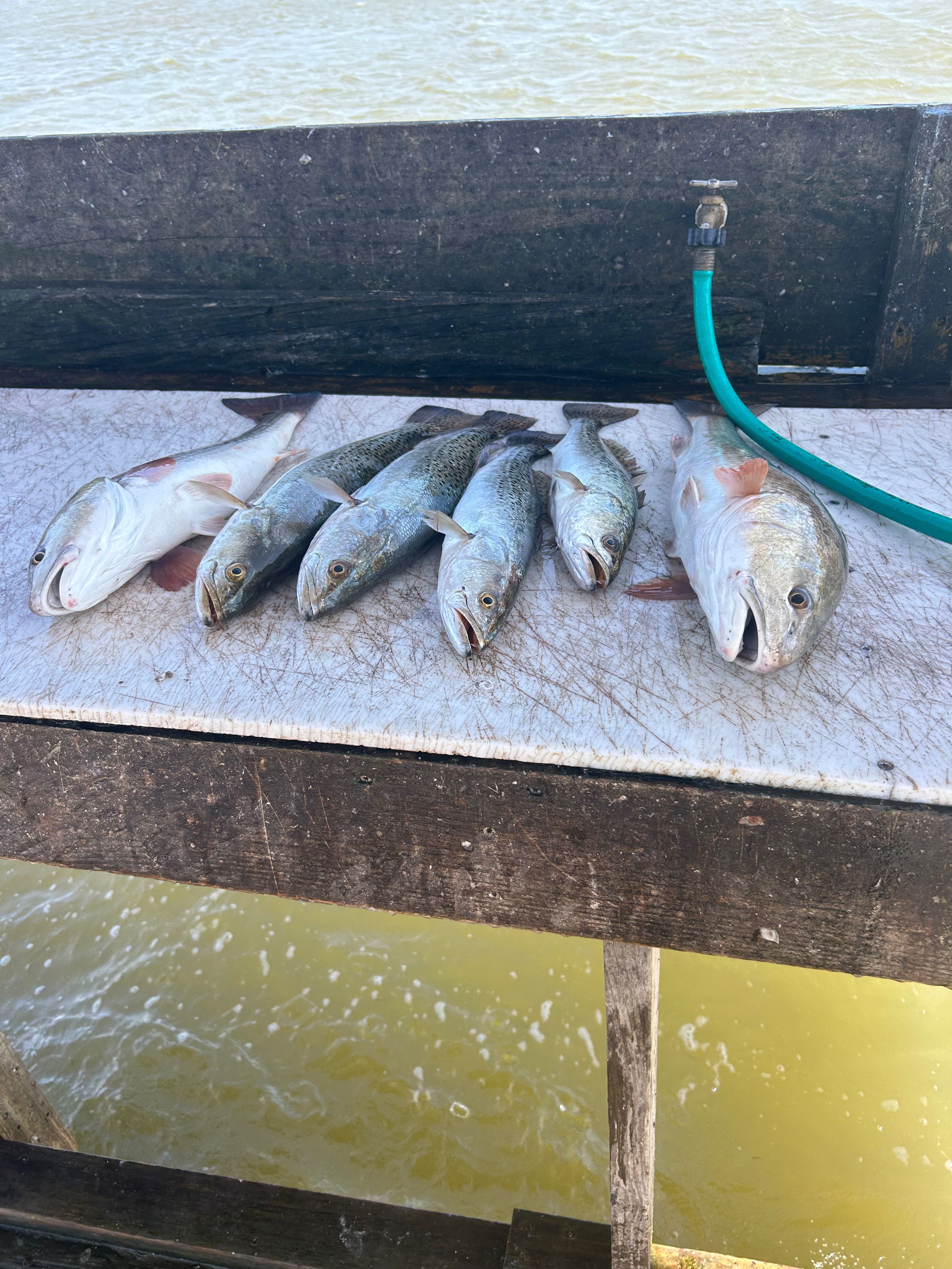 Fresh caught redfish and speckled trout displayed on boat cleaning station in Rockport TX
