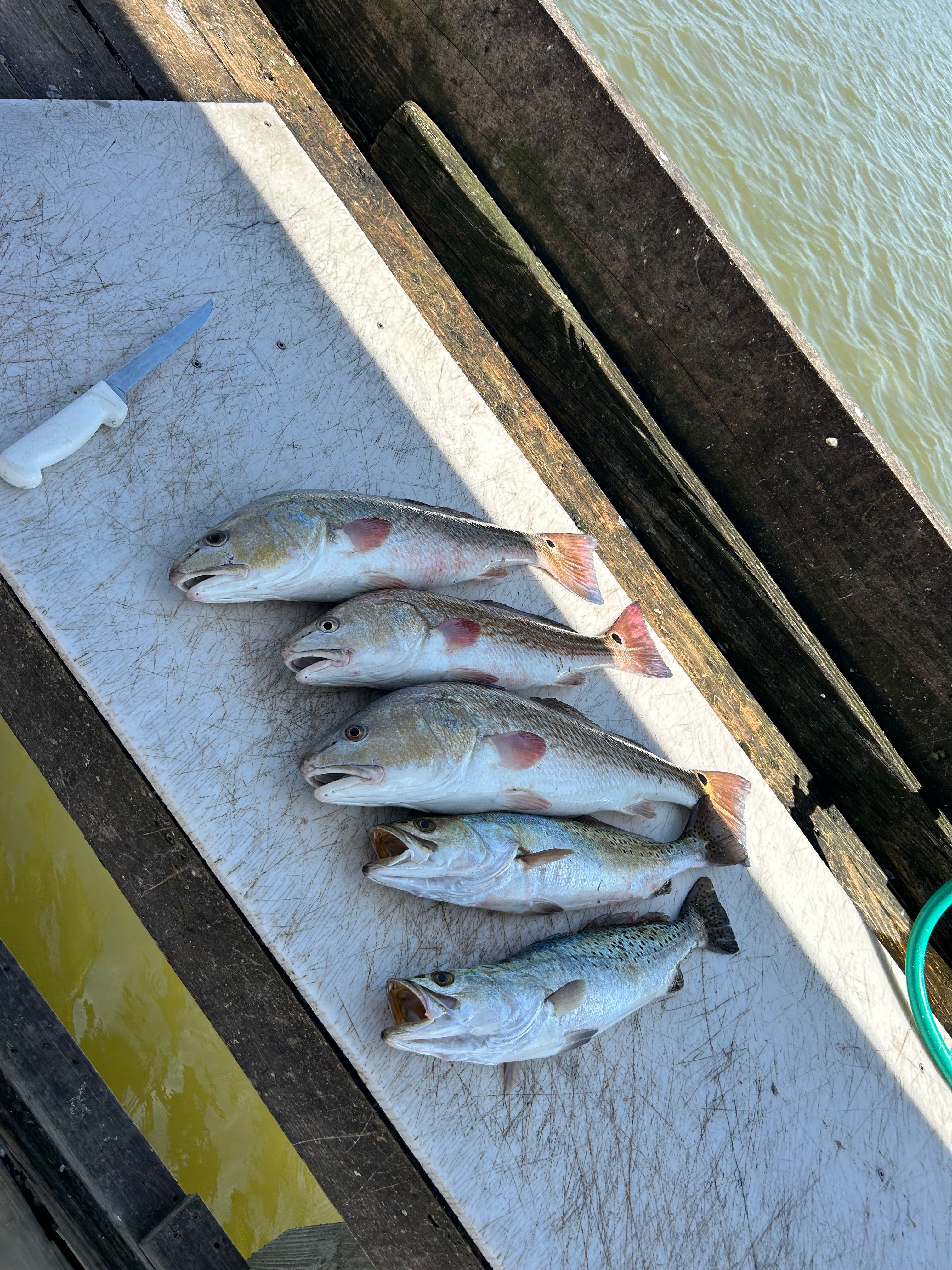 Five fish caught in Rockport TX including speckled trout and redfish displayed on cutting board