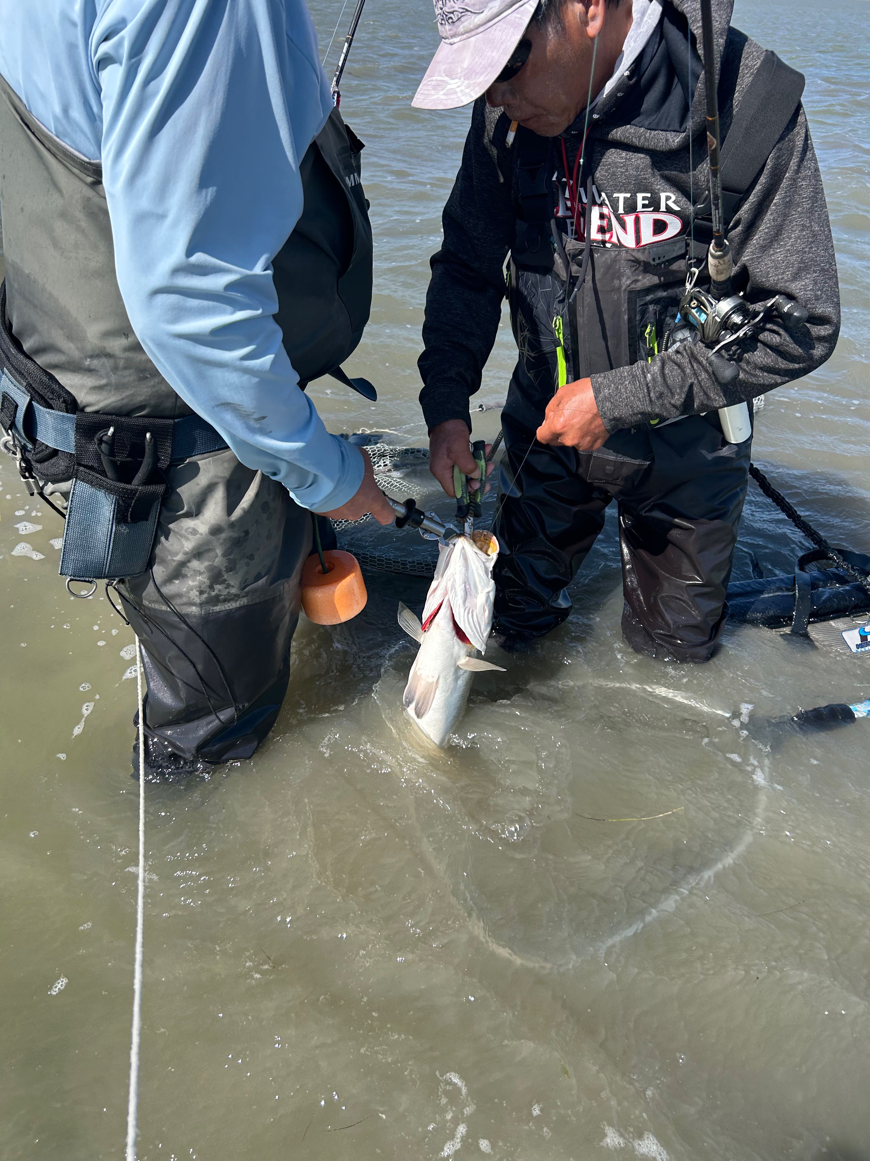 Anglers handling a large fish in shallow water during fishing trip in Rockport TX