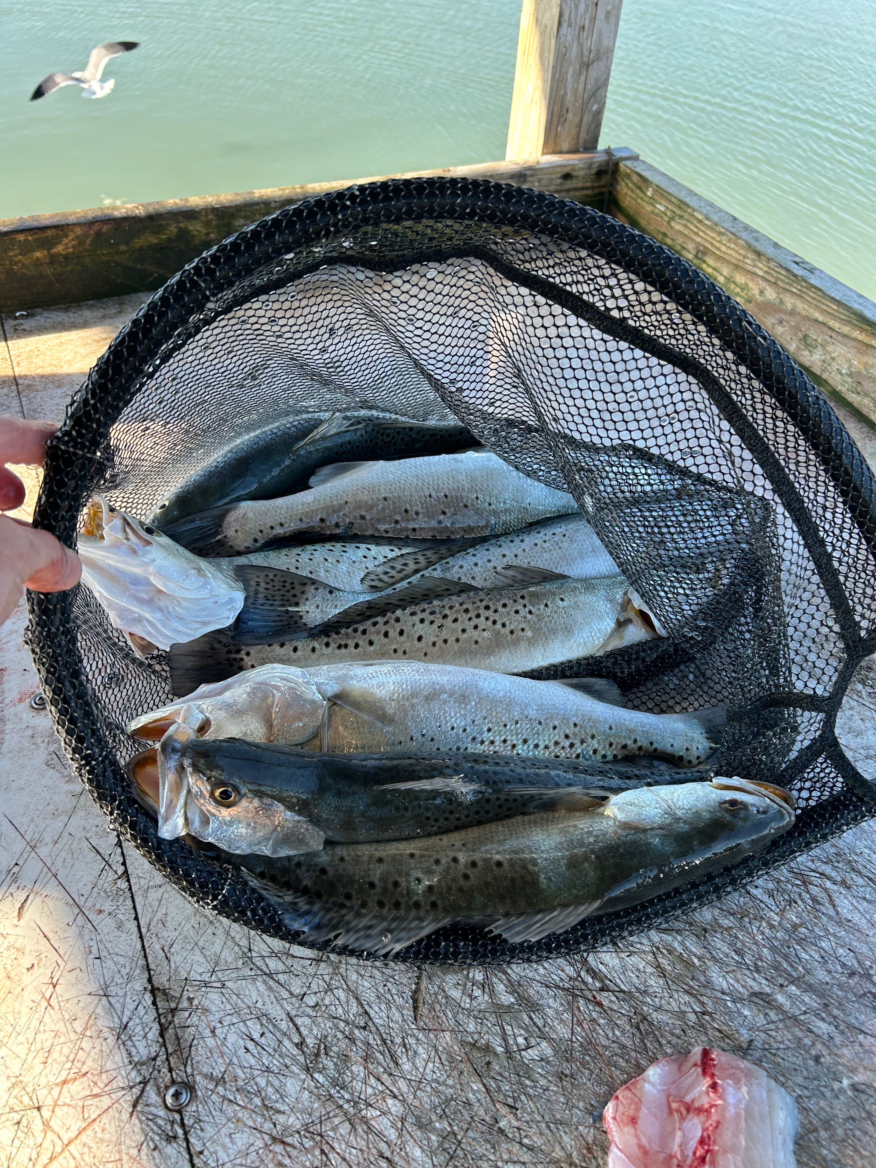 Three spotted weakfish caught in TX while fishing and hunting