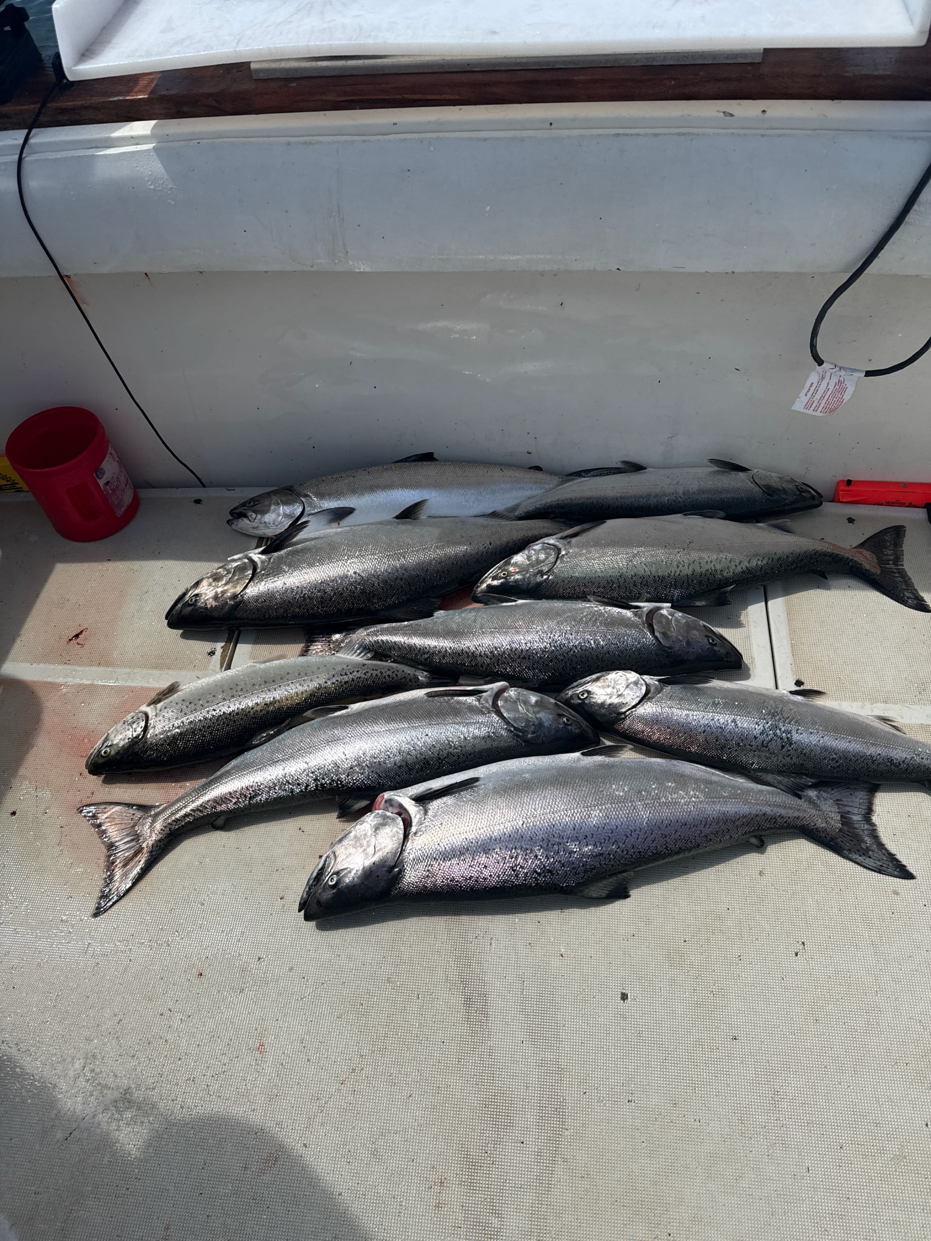 Eight fresh caught Chinook salmon laid out on boat deck in Mexico NY