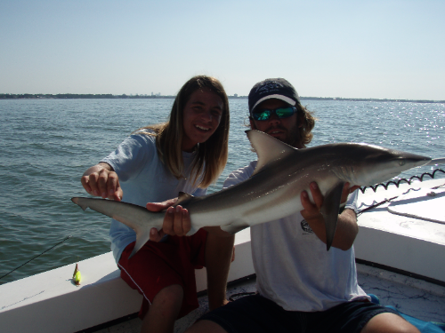 A blacktip shark, a 26-inch fish, caught in St. Petersburg