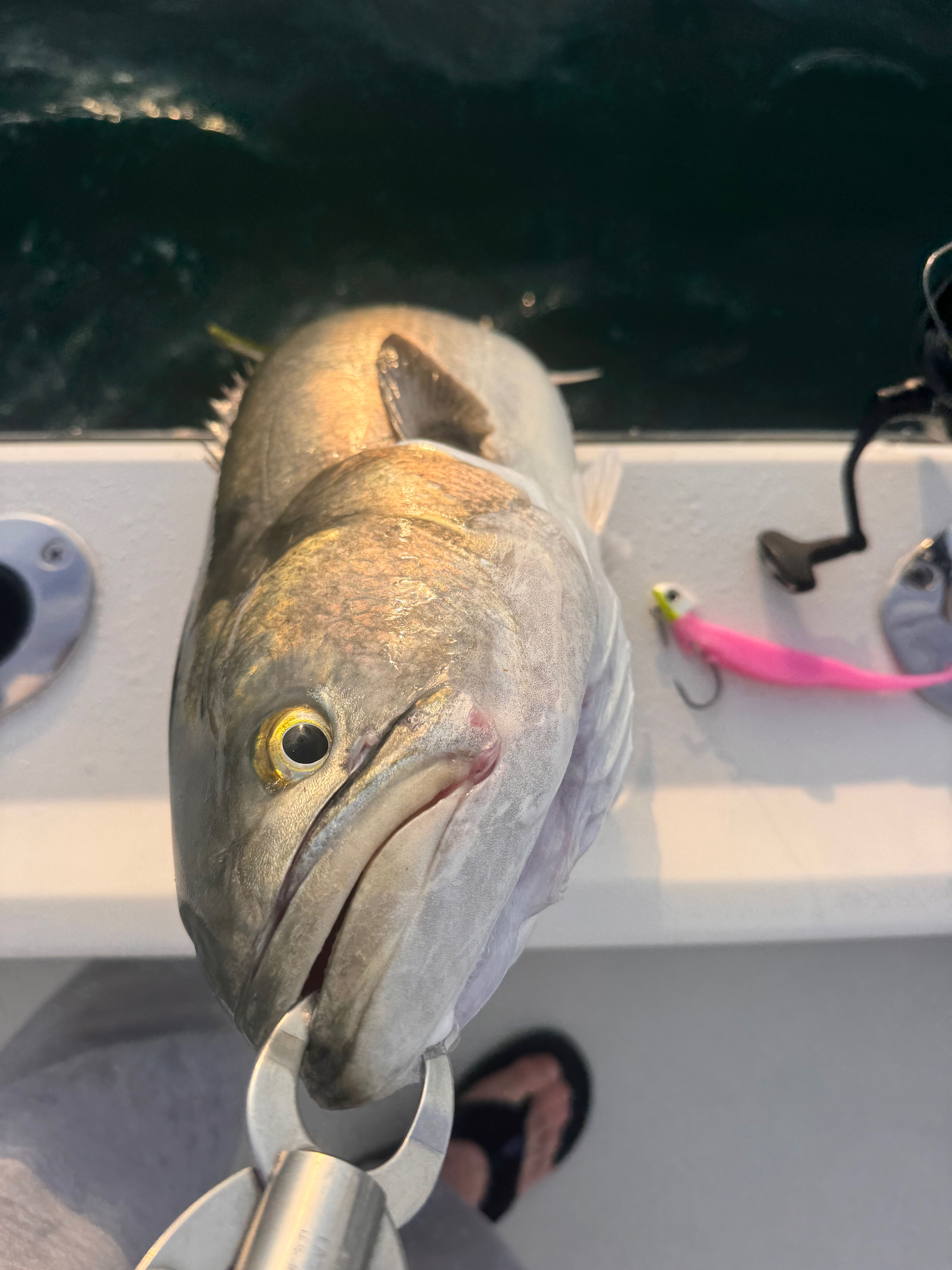 Large fish caught on fishing charter boat in Barnegat Light New Jersey