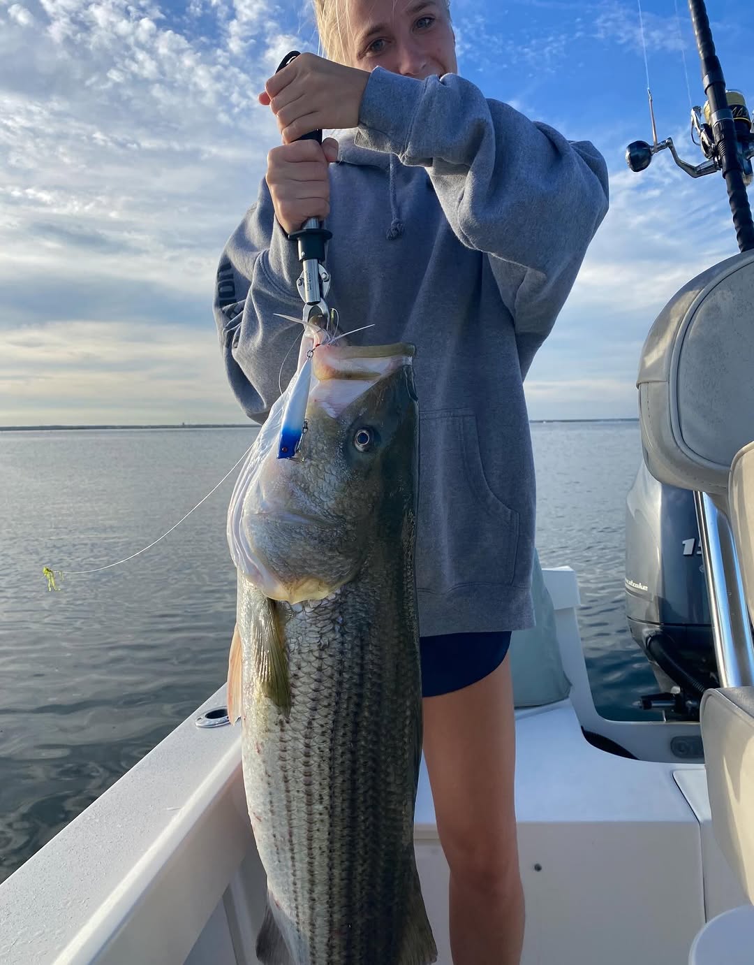 Fresh caught striped bass held on fishing boat in Barnegat Light NJ waters
