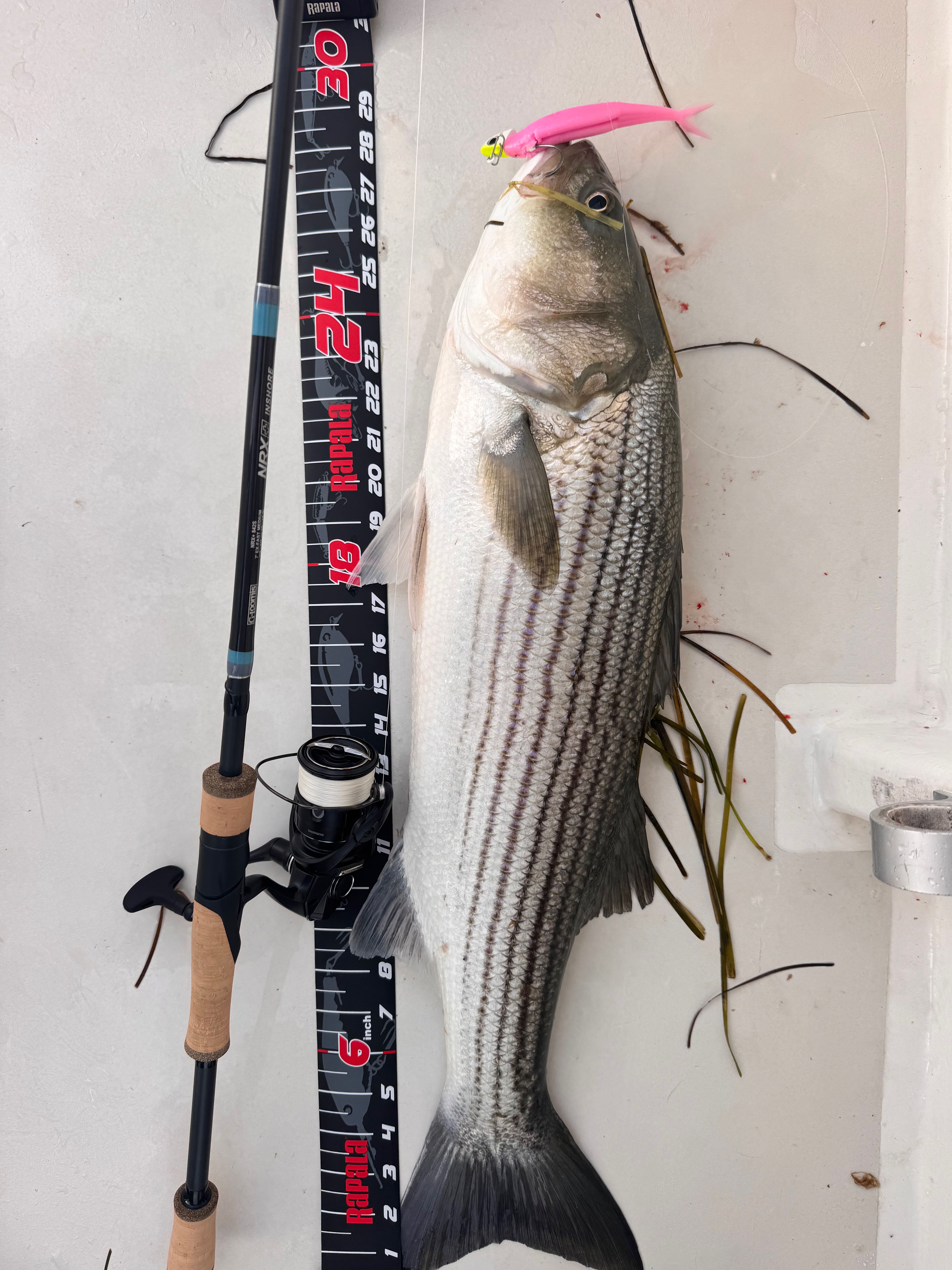 Striped bass caught on fishing charter in Barnegat Light NJ measured against fishing rod